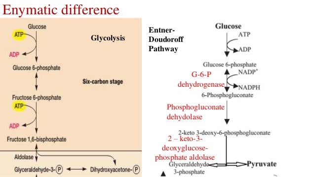 EDP pathway and comparision with PP pathway, EMpathway, Glycolysis