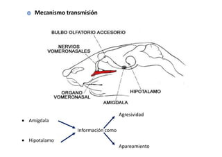 Mecanismo transmisión




                                     Agresividad
• Amígdala
                  Información como
• Hipotalamo
                                     Apareamiento
 