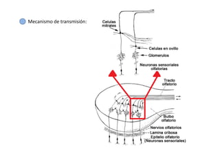 Mecanismo de transmisión:
 