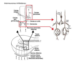 Interneuronas inhibidoras:
 