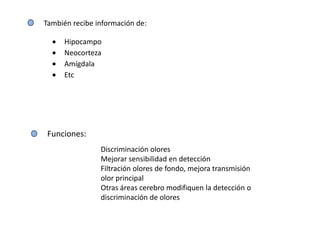 También recibe información de:

      Hipocampo
      Neocorteza
      Amígdala
      Etc




 Funciones:
                Discriminación olores
                Mejorar sensibilidad en detección
                Filtración olores de fondo, mejora transmisión
                olor principal
                Otras áreas cerebro modifiquen la detección o
                discriminación de olores
 