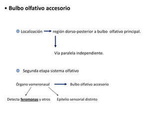 • Bulbo olfativo accesorio


        Localización         región dorso-posterior a bulbo olfativo principal.



                             Vía paralela independiente.



          Segunda etapa sistema olfativo


      Órgano vomeronasal               Bulbo olfativo accesorio


 Detecta feromonas y otros     Epitelio sensorial distinto
 