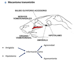 Mecanismo transmisión




                                   Agresividad
Amígdala
                Información como
Hipotalamo
                                   Apareamiento
 