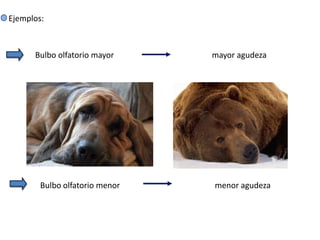 Ejemplos:



      Bulbo olfatorio mayor     mayor agudeza




        Bulbo olfatorio menor   menor agudeza
 