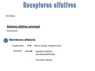 Dos tipos:



 Sistema olfativo principal
Estructuras:


   Membrana olfatoria
      Localización    Dorso-caudal, cavidad nasal

       Presenta         Epitelio cilíndrico
                        pseudoestratificado.

                        Tres tipos células:
 
