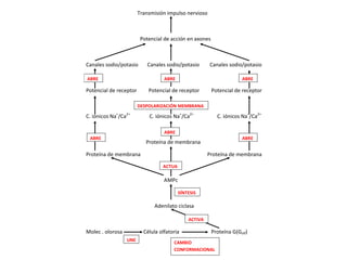 Transmisión impulso nervioso



                         Potencial de acción en axones



Canales sodio/potasio      Canales sodio/potasio       Canales sodio/potasio

ABRE                               ABRE                               ABRE

Potencial de receptor       Potencial de receptor        Potencial de receptor

                        DESPOLARIZACIÓN MEMBRANA

C. iónicos Na+/Ca2+         C. iónicos Na+/Ca2+            C. iónicos Na+/Ca2+

                                   ABRE
 ABRE                                                                 ABRE
                           Proteína de membrana

Proteína de membrana                                   Proteína de membrana

                                  ACTUA

                                   AMPc

                                          SÍNTESIS

                              Adenilato ciclasa

                                              ACTIVA

Molec . olorosa           Célula olfatoria               Proteína G(Golf)
                  UNE
                                       CAMBIO
                                       CONFORMACIONAL
 