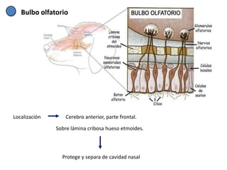 Bulbo olfatorio




Localización      Cerebro anterior, parte frontal.

               Sobre lámina cribosa hueso etmoides.




                 Protege y separa de cavidad nasal
 