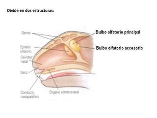 Divide en dos estructuras:
 