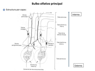 Bulbo olfativo principal
Estructura por capas:

                                                   Interno




                                                     Externo
 