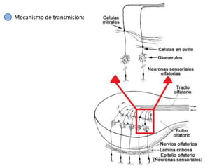 Mecanismo de transmisión:
 