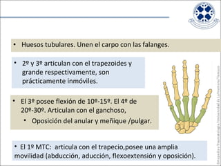 Huesos tubulares. Unen el carpo con las falanges.  El 3º posee flexión de 10º-15º. El 4º de 20º-30º. Articulan con el ganchoso,  Oposición del anular y meñique /pulgar. 2º y 3º articulan con el trapezoides y grande respectivamente, son prácticamente inmóviles.  El 1º MTC:  articula con el trapecio,posee una amplia movilidad (abducción, aducción, flexoextensión y oposición). 