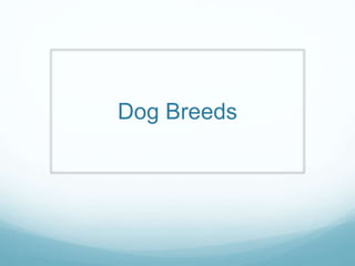 Dog Breeds
 