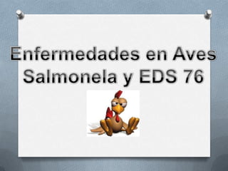 Enfermedades en Aves Salmonela y EDS 76 