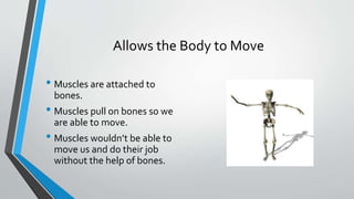 Allows the Body to Move
• Muscles are attached to
bones.
• Muscles pull on bones so we
are able to move.
• Muscles wouldn’t be able to
move us and do their job
without the help of bones.
 