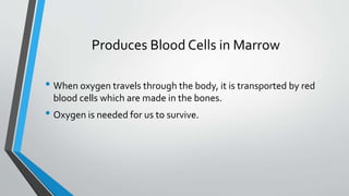 Produces Blood Cells in Marrow
• When oxygen travels through the body, it is transported by red
blood cells which are made in the bones.
• Oxygen is needed for us to survive.
 