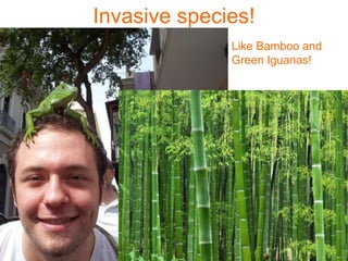 Invasive species!
Like Bamboo and
Green Iguanas!
 