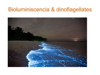 Bioluminiscencia & dinoflagellates
 
