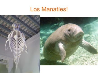 Los Manatíes!
 
