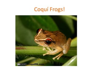 Coquí Frogs!
 