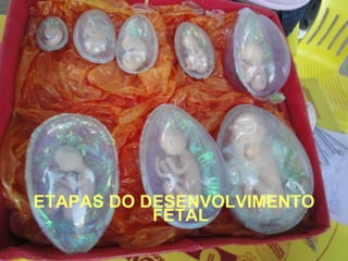 ETAPAS DO DESENVOLVIMENTO FETAL 