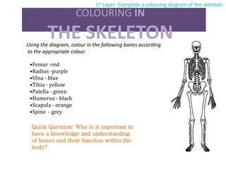 COLOURING IN
THE SKELETONUsing the diagram, colour in the following bones according
to the appropriate colour.
•Femur -red
•Radius -purple
•Ulna - blue
•Tibia - yellow
•Patella - green
•Humerus - black
•Scapula - orange
•Spine - grey
Quick Question: Why is it important to
have a knowledge and understanding
of bones and their function within the
body?
1st Layer- Complete a colouring diagram of the skeleton
 