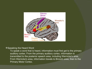 Speaking the Heard Word
   To speak a word that is heard, information must first get to the primary
   auditory cortex. From the primary auditory cortex, information is
   transmitted to the posterior speech area, including Wernicke's area.
   From Wernicke's area, information travels to Broca's area, then to the
   Primary Motor Cortex.
 