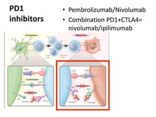 PD1
inhibitors
• Pembrolizumab/Nivolumab
• Combination PD1+CTLA4=
nivolumab/ipilimumab
 