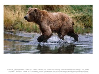 Huber W., (Photographer). USA alaska katmai national park brown bear running across water side view. Image Code: MOO-
15260057. Retrieved June 4, 2013 from http://www.agefotostock.com/en/Stock-Images/Royalty-Free/MOO-15260057
 