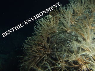 T
                   EN
               O NM
            VIR
          EN
       IC
    TH
B EN
 