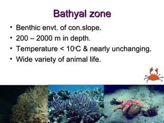 Bathyal zone
•   Benthic envt. of con.slope.
•   200 – 2000 m in depth.
•   Temperature < 10oC & nearly unchanging.
•   Wide variety of animal life.
 