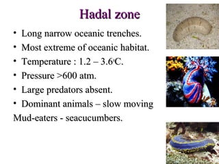 Hadal zone
•Long narrow oceanic trenches.
•Most extreme of oceanic habitat.
•Temperature : 1.2 – 3.6oC.
•Pressure >600 atm.
•Large predators absent.
•Dominant animals – slow moving
Mud-eaters - seacucumbers.
 