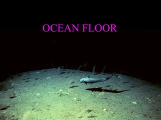 OCEAN FLOOR
 