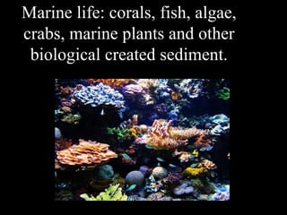 Marine life: corals, fish, algae,
crabs, marine plants and other
 biological created sediment.
 