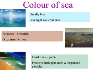 Usually blue.
                        Blue light scattered most.



Estuaries – brownish.
Organisms detritus.




                         Coast lines – green.
                         Photosynthetic planktons & suspended
                         particles.
 