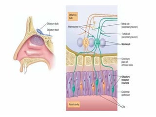 Smell Inervation physiology of smell | PPT