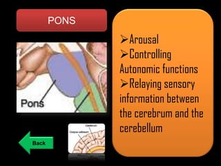 PONS

Arousal
Controlling
Autonomic functions
Relaying sensory
information between
the cerebrum and the
cerebellum
Back

 
