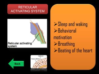 RETICULAR
ACTIVATING SYSTEM

Sleep and waking
Behavioral
motivation
Breathing
Beating of the heart
Back

 