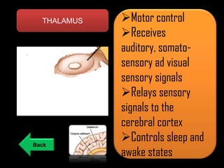 THALAMUS

Back

Motor control
Receives
auditory, somatosensory ad visual
sensory signals
Relays sensory
signals to the
cerebral cortex
Controls sleep and
awake states

 