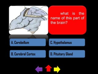 what is the
name of this part of
the brain?

A. Cerebellum

C. Hypothalamus

B. Cerebral Cortex

D. Pituitary Gland

 