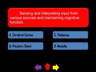 Sensing and interpreting input from
various sources and maintaining cognitive
function.
A. Cerebral Cortex

C. Thalamus

B. Pituitary Gland

D. Medulla

 