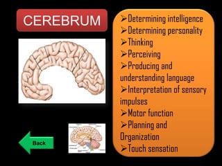 CEREBRUM

Back

Determining intelligence
Determining personality
Thinking
Perceiving
Producing and
understanding language
Interpretation of sensory
impulses
Motor function
Planning and
Organization
Touch sensation

 