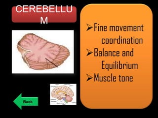 CEREBELLU
M

Back

Fine movement
coordination
Balance and
Equilibrium
Muscle tone

 