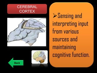 CEREBRAL
CORTEX

Back

Sensing and
interpreting input
from various
sources and
maintaining
cognitive function.

 
