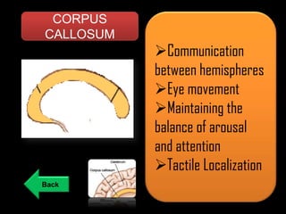 CORPUS
CALLOSUM

Communication
between hemispheres
Eye movement
Maintaining the
balance of arousal
and attention
Tactile Localization
Back

 