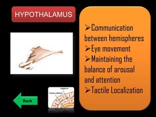HYPOTHALAMUS

Communication
between hemispheres
Eye movement
Maintaining the
balance of arousal
and attention
Tactile Localization
Back

 