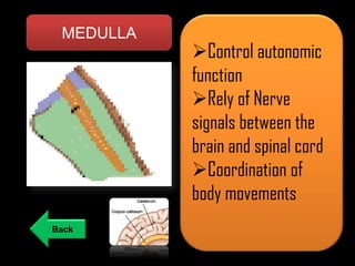 MEDULLA

Back

Control autonomic
function
Rely of Nerve
signals between the
brain and spinal cord
Coordination of
body movements

 