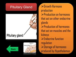 Pituitary Gland

Back

Growth Hormone
production
Production on hormones
that act on other endocrine
glands
Production of hormones
that act on muscles and the
kidneys
Endocrine function
regulation
Storage of hormones
produced by Hypothalamus

 