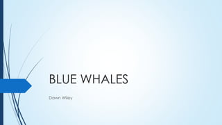 BLUE WHALES
Dawn Wiley
 