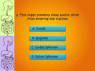 2. This organ prevents food and/or drink
from entering the trachea
C. Cardiac Sphincter
D. Pyloric Sphincter
B. Epiglottis
A. Tonsils
 