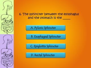 A. Pyloric Sphincter
B. Esophageal Sphincter
D. Rectal Sphincter
C. Epiglottis Sphincter
6. The sphincter between the esophagus
and the stomach is the _____
 